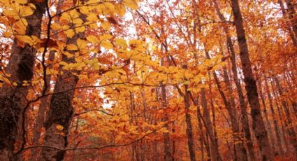 Escapadas: los mejores hayedos para visitar este otoño