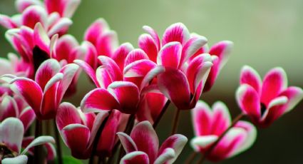 Flores de temporada para llenar de vida tu jardín