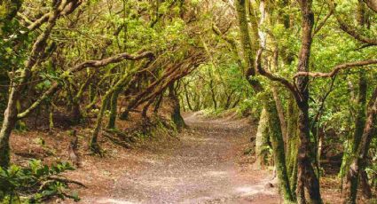 Oro líquido: el tesoro que se esconde en los bosques de España