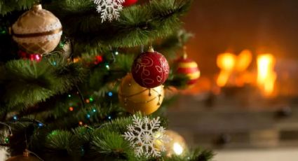 Árbol de navidad: ¿hay opciones sustentables y ecológicas para estas fiestas?