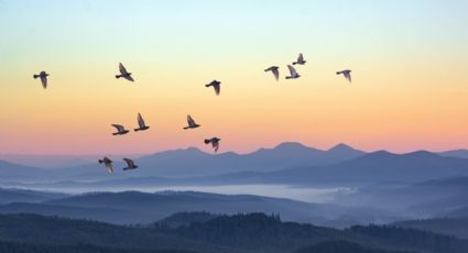 ¿Sabías que las aves aportan felicidad a los humanos?