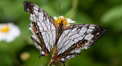 Científicos crean un robot líquido para cuidar al medio ambiente inspirado en insectos