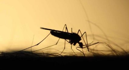 Repelentes para mosquitos naturales que podéis preparar en casa