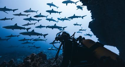 Tiburones: el CITES aprobó la protección de 54 especies en extinción