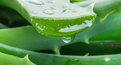 Aloe Vera: la clave para quitar las ojeras