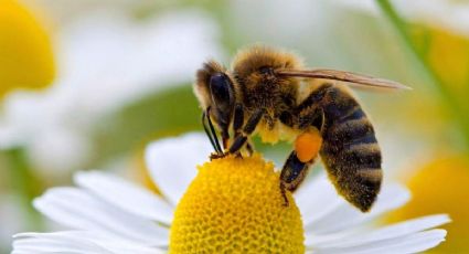 Abejas: la producción de leche de almendras está terminando con la especie