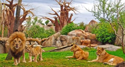 Los Bioparc nacionales que debes visitar: qué especies albergan y cómo visitarlos