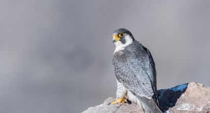 En el día mundial de las aves migratorias, repasamos las especies nacionales en riesgo