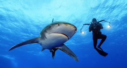 "Tiburones", la exposición de Brian Skerry y National Geographic llega a Barcelona