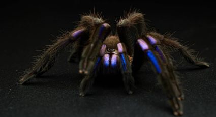 Descubren nueva especie de araña azul en Tailandia