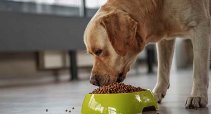 Mascotas: estos son los alimentos más peligrosos para tu perro