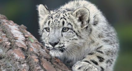 El leopardo de las nieves se encuentra en peligro y podría extinguirse