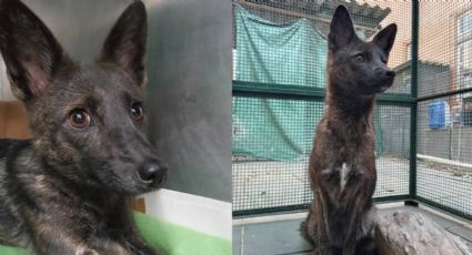 Esto es lo que pasa cuando un zorro y un perro tienen un cachorro