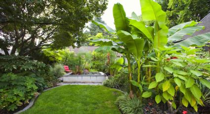 Plantas: así ayudan a mitigar el calor dentro y fuera de la casa