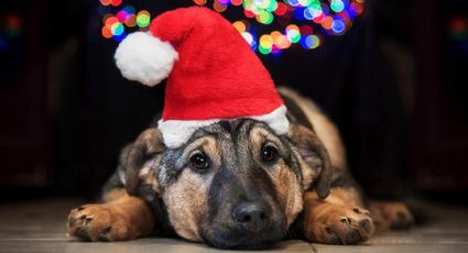 Consejos para proteger a tus mascotas de la pirotecnia en Navidad