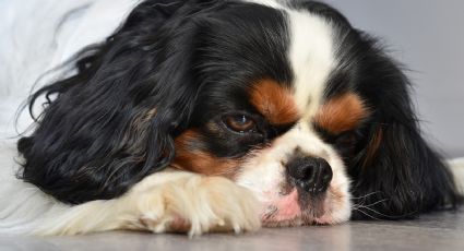 ¿Nuestras mascotas también pueden ser celíacas?