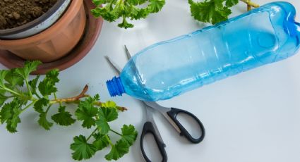 Crea tu propio mundo: reciclar botellas de plástico con estilo y originalidad