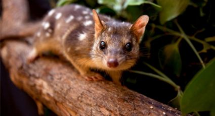 Conoce a los quolls occidentales, los marsupiales que los ecologistas intentan proteger