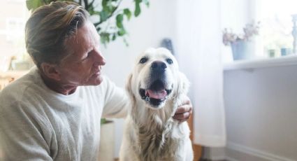 Una ley establece cuánto tiempo puede estar sola una mascota en casa