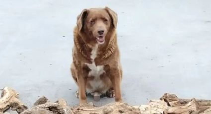 Una mascota fue reconocida como la más vieja del mundo por los Record Guiness