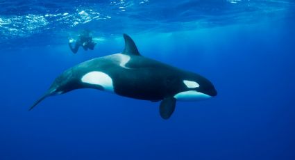 Partió Kiska, la orca que llevaba once años en cautiverio