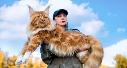 Conoce al Maine Coon, el animal tendencia de TikTok