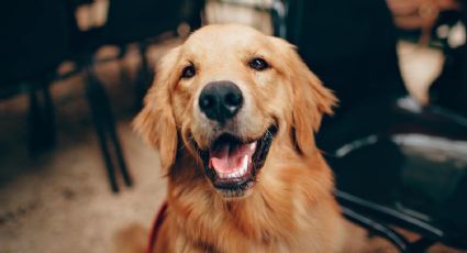 Mascotas: el origen y propósito del golden retriever