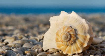 Este es el motivo por el cual no debes llevarte los caracoles de la playa