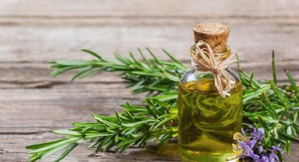 Aceite de romero: el remedio ideal para hacer crecer el cabello