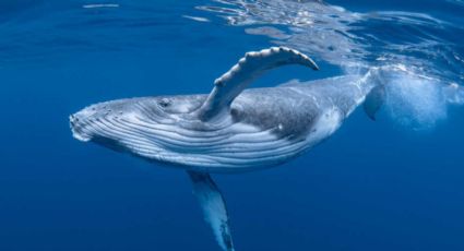 Las ballenas están siendo afectadas por las grandes embarcaciones