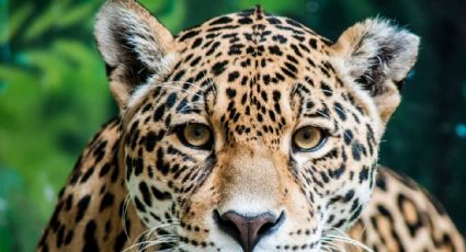 Las pupilas de los animales dicen mucho sobre cada especie