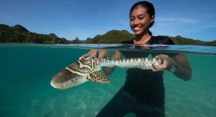 Conoce al tiburón cebra y el método de Indonesia para salvar a la especie