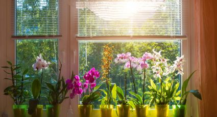 ¿Lo sabías? Este alimento ayuda a ahuyentar las plagas de las plantas