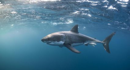 Qué se celebra en el día mundial de la conciencia por los tiburones