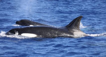 Las orcas y ballenatos llegan a las costas españolas