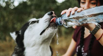 Cómo proteger a los perros de la ola de calor