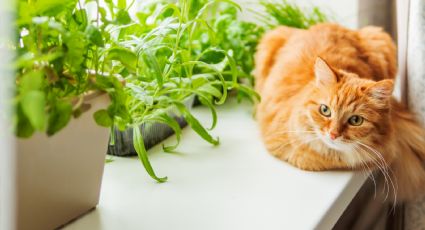 Gatos: estas son las plantas que pueden enfermarlos