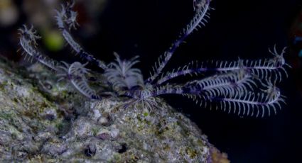 Descubren una estrella de plumas en la Antártida que parece salida de "Alien"