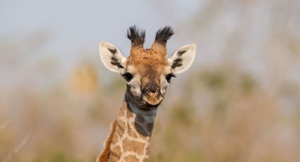 Nace la primera jirafa sin manchas en un zoo de Tennessee