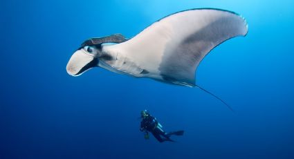 Conoce el grupo de mantarrayas más grande del mundo ubicado en Puerto López