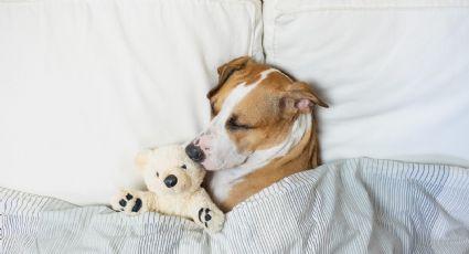 El motivo por el cual los perros mueven las patas al dormir