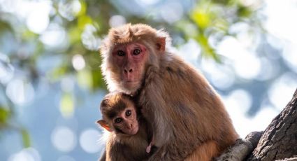 Un grupo de investigadores chinos lograron clonar un macaco Rhesus con éxito