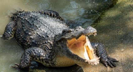 Reptiles en invierno: esta es la característica más extraña de los cocodrilos