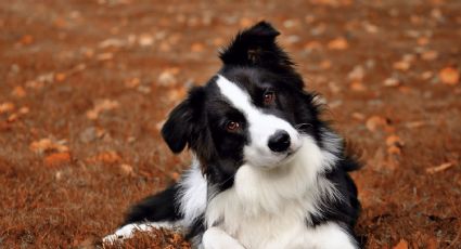 El miedo en los perros: consejos para ayudar a tu mascota