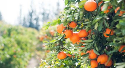 El método más eficaz para germinar semillas de naranjo rápidamente