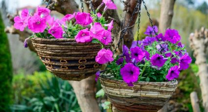 El truco casero para que las flores de tu jardín crezcan saludables