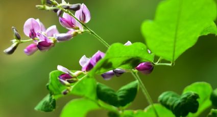 Los beneficios del desmodio, una de las plantas medicinales más desconocidas