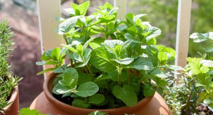 Esta es la poderosa razón por la que debes tener una planta de menta en tu casa