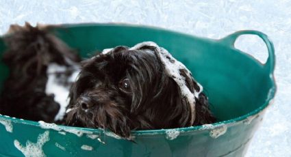 Cómo preparar un excelente shampoo casero y económico para perros