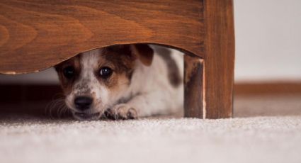 ¿Cómo proteger a tus mascotas del ruido de los fuegos artificiales?